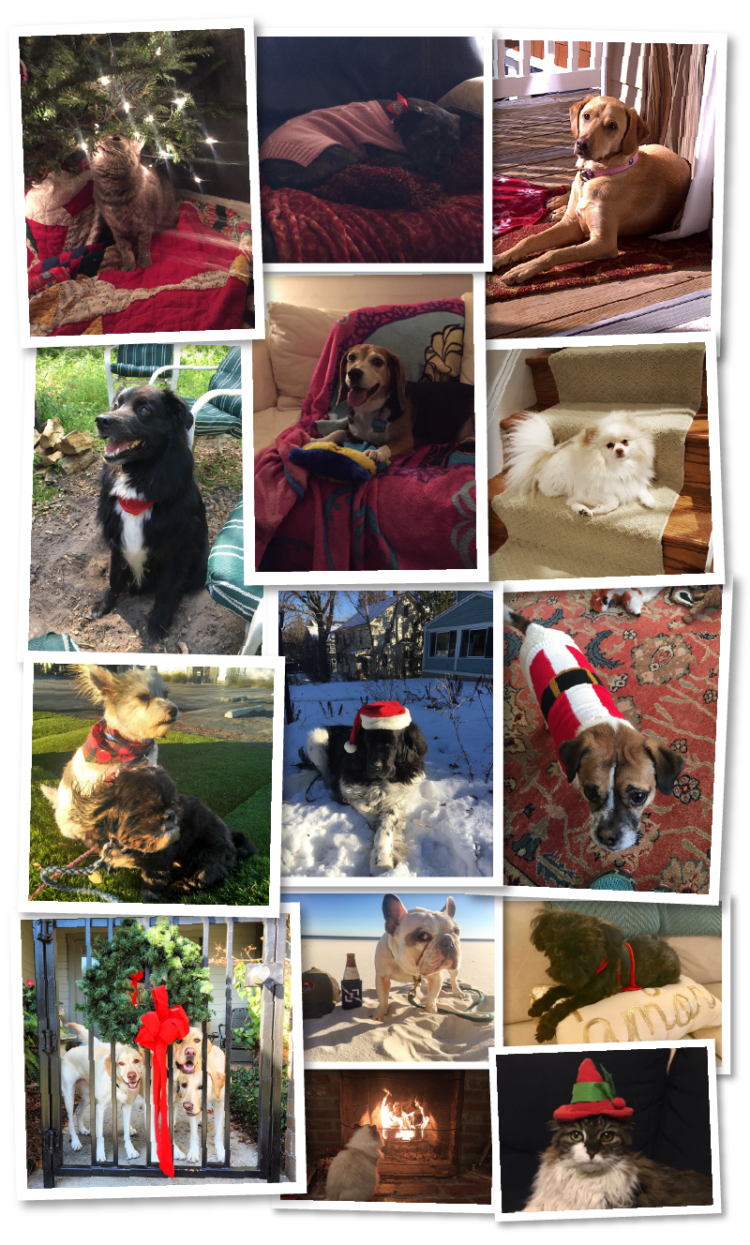 Furry and Bright FamousDC