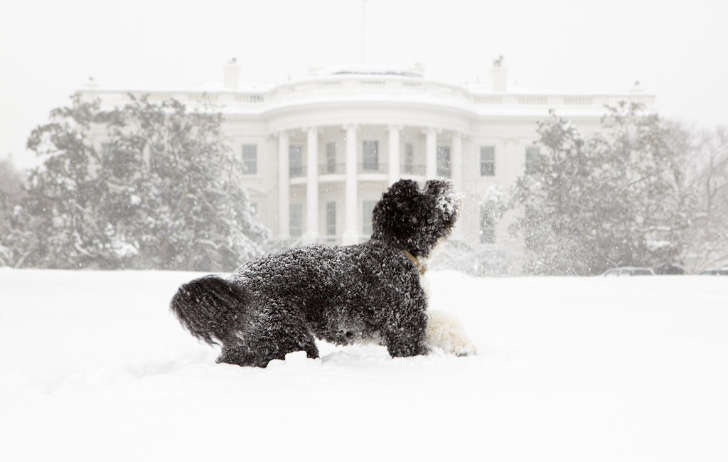 Bo, the Obama's family pet, plays in the snow during a blizzard on the south grounds of the White House, Feb. 10, 2010.<br /> (Official White House Photo by Pete Souza)